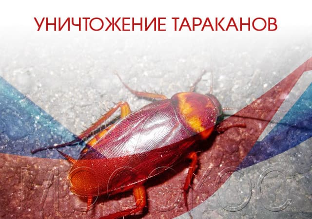 Уничтожение тараканов в Тихвине