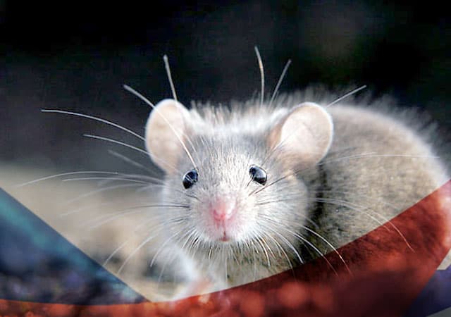 Уничтожение мышей в Тихвине